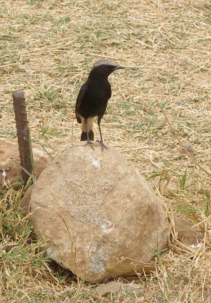 Monachella piangente (Oenanthe lugens)?